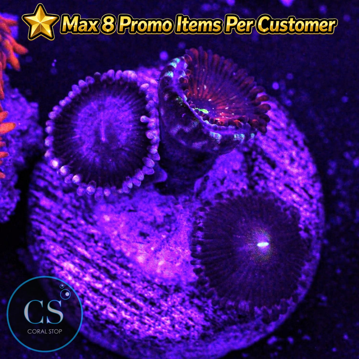 Combo Zoa