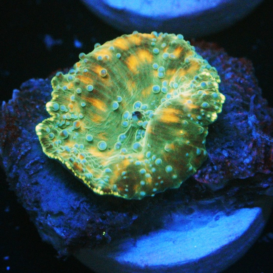 SAPPHIRE GOLD MINE MUSHROOM