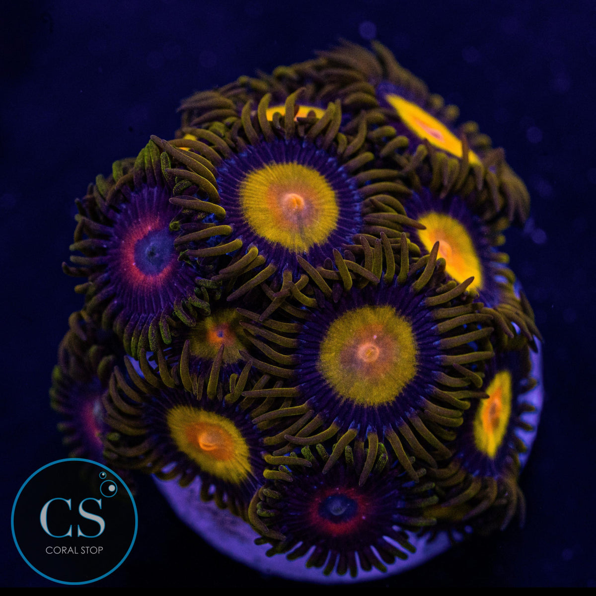 Combo Zoa