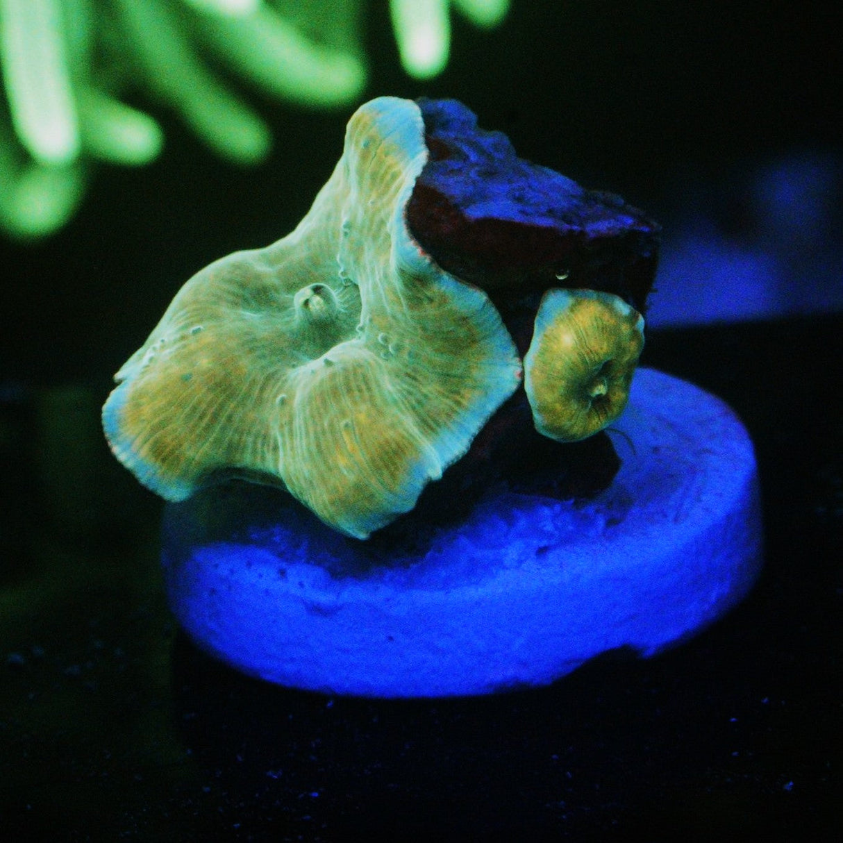 HOLOGRAM GOLD MINE MUSHROOM