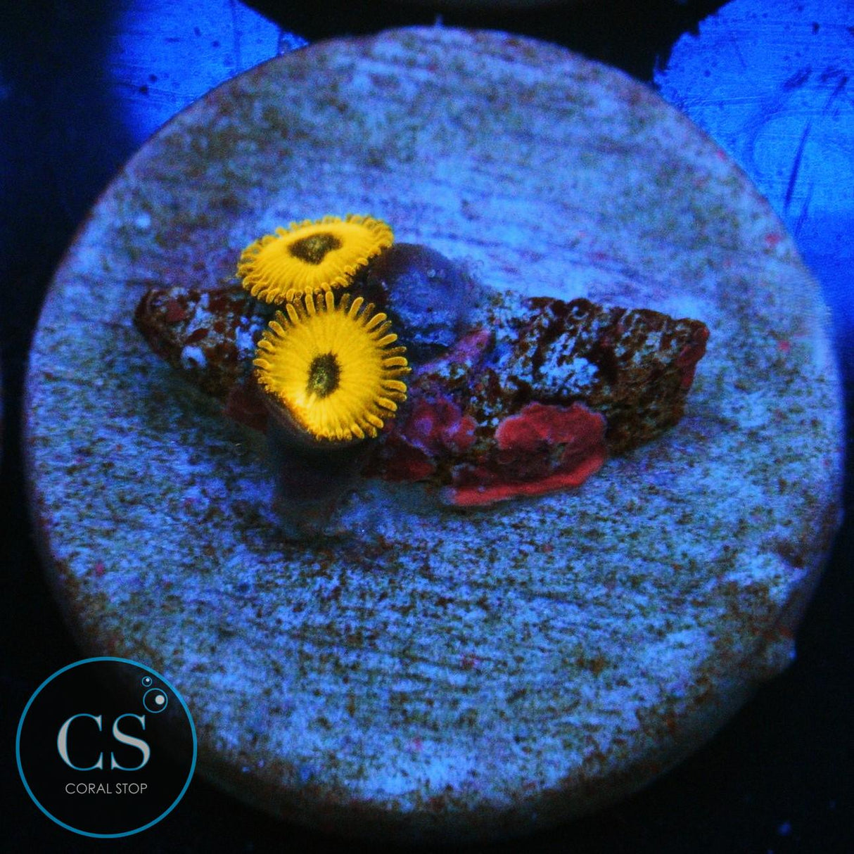 BLACK PIKACHU ZOA