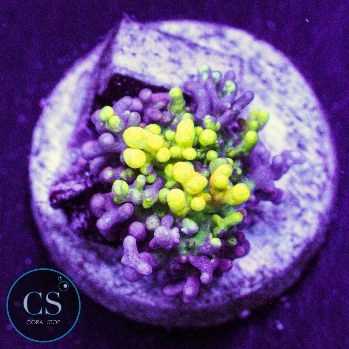 CC Magic Carpet Bounce Mushroom