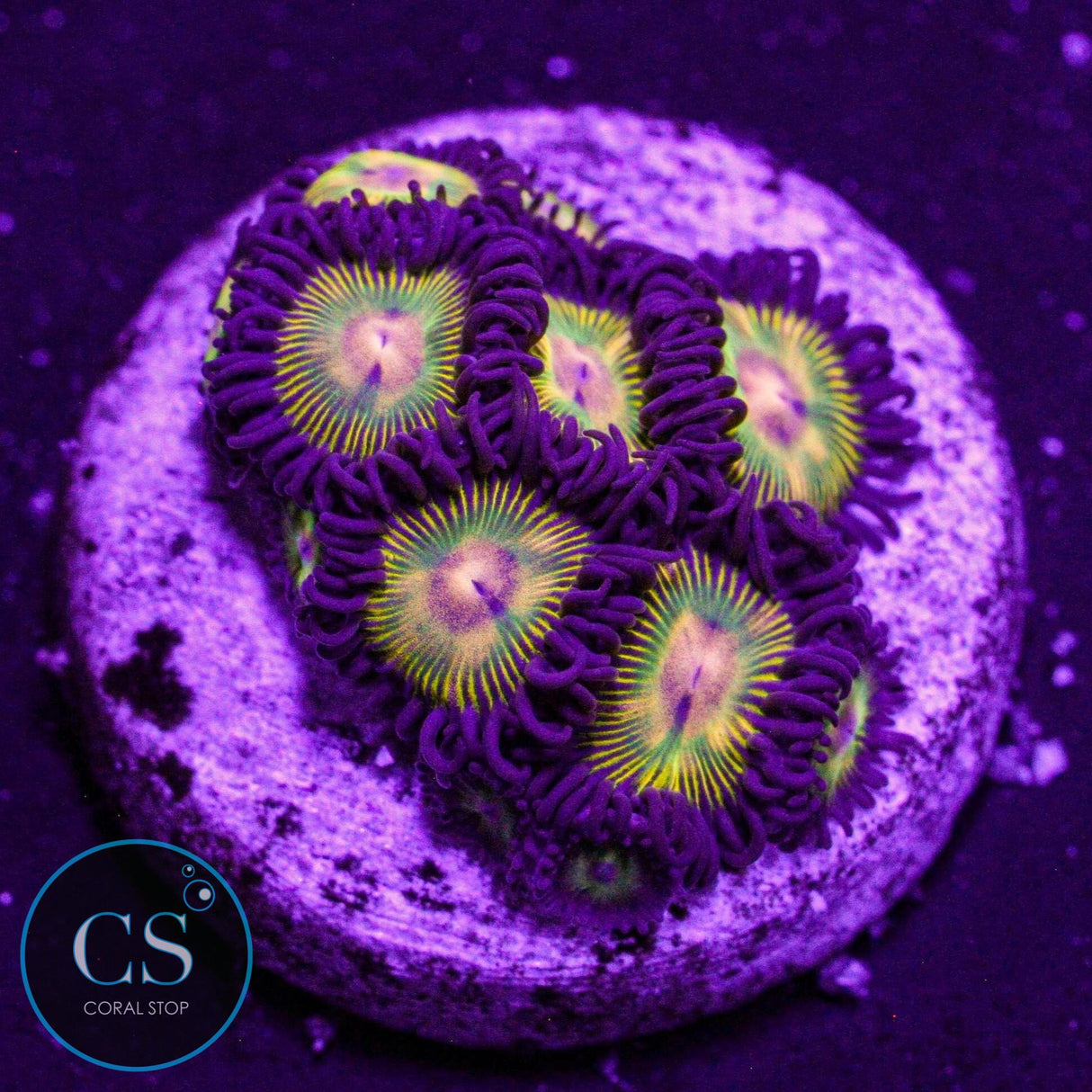 CS Super Mario Sunshine Zoa