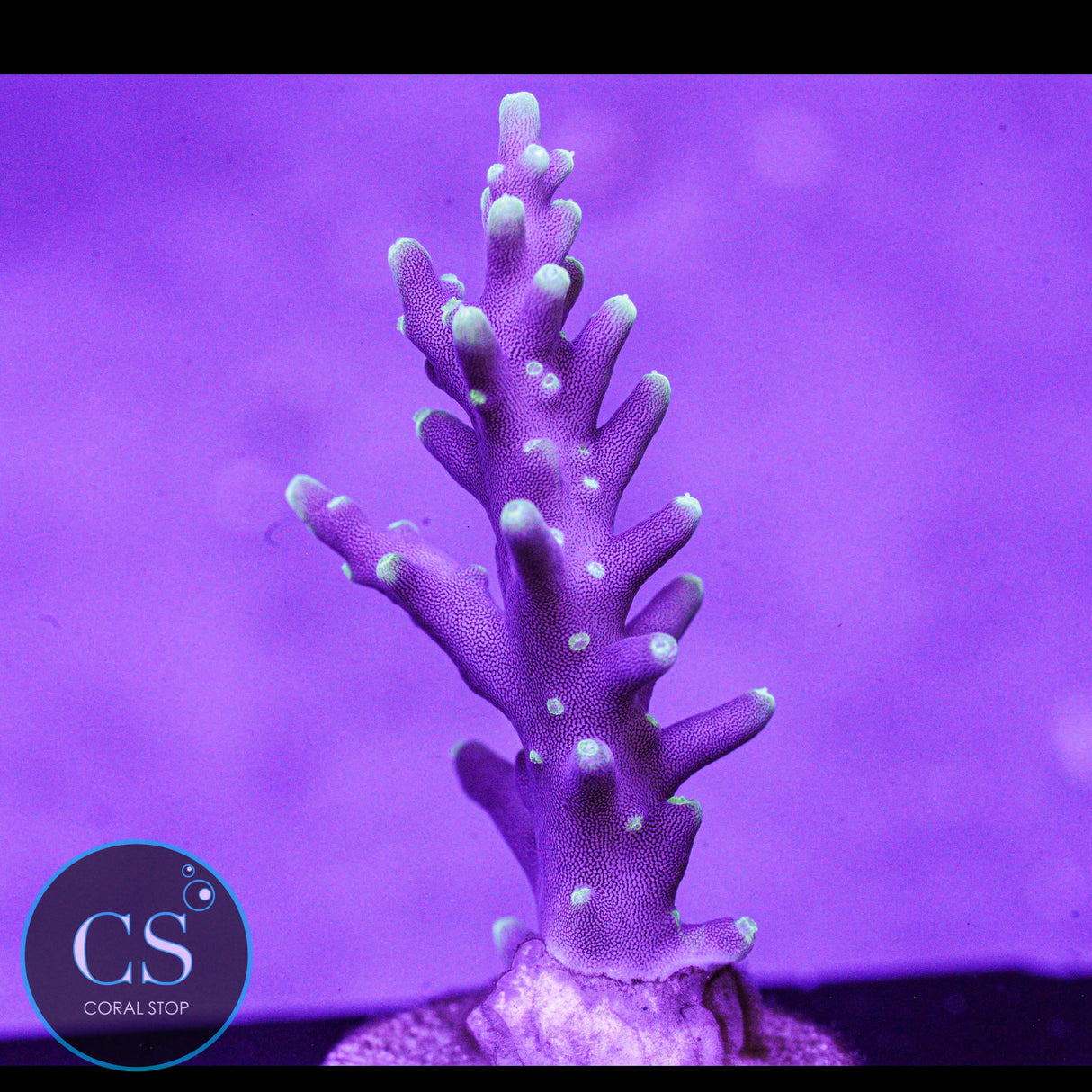 TCK OG Dragon Acro