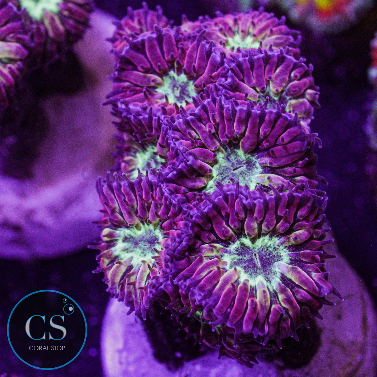 Bright Green Blastomussa Merletti