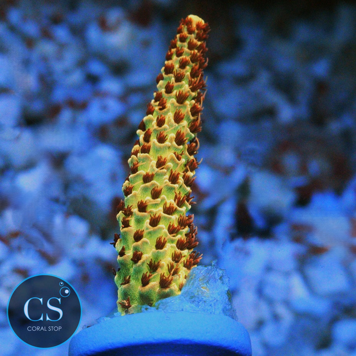 CS BANANA BLAZE ACRO