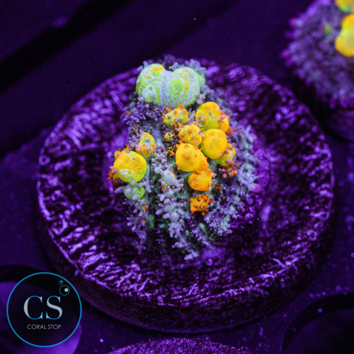 WWC OG Bounce Mushroom