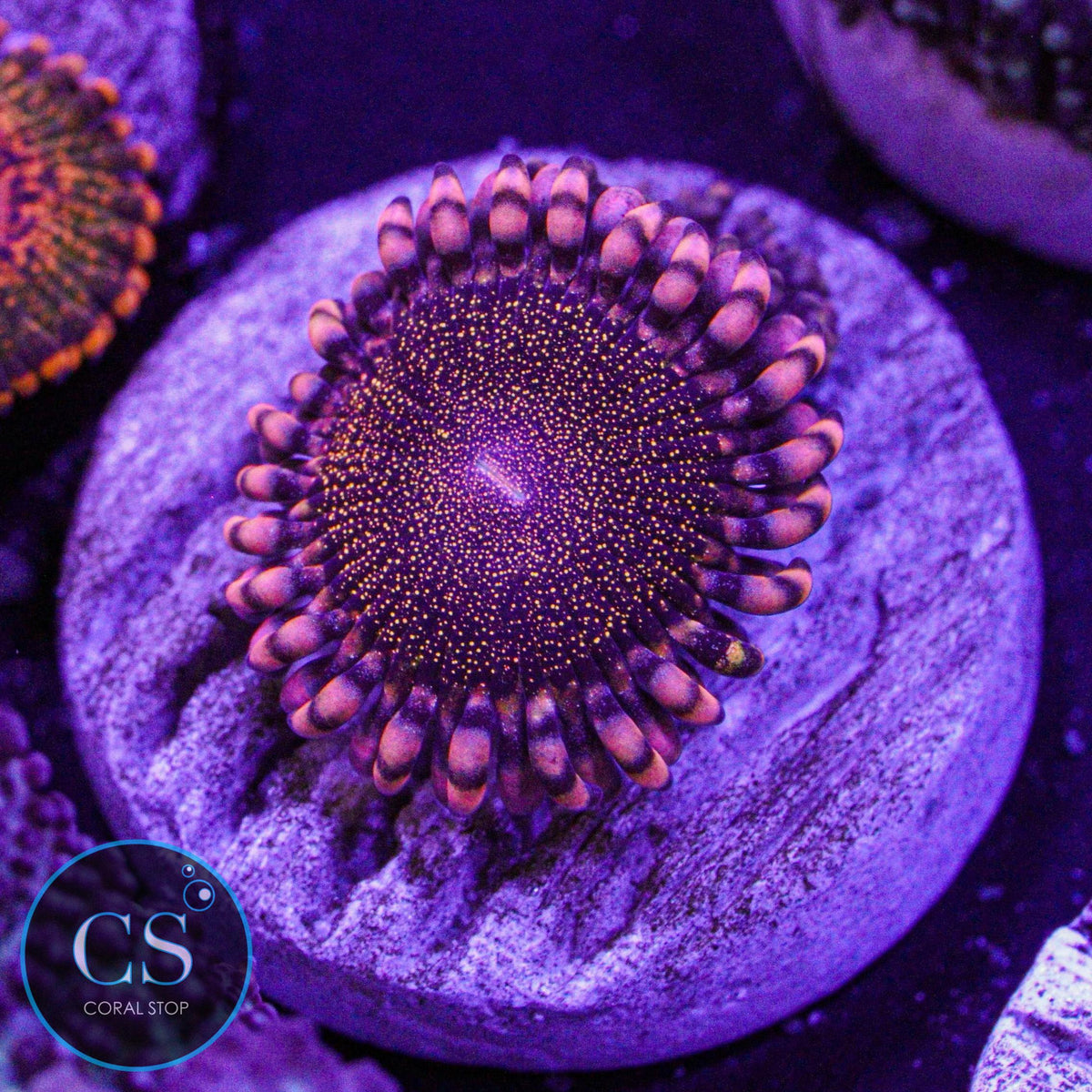 Orange Deathstar Zoa