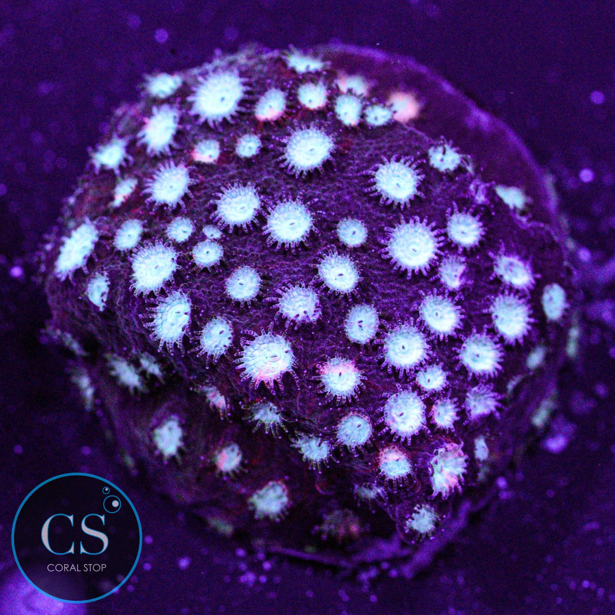 JF Fender Bender Cyphastrea