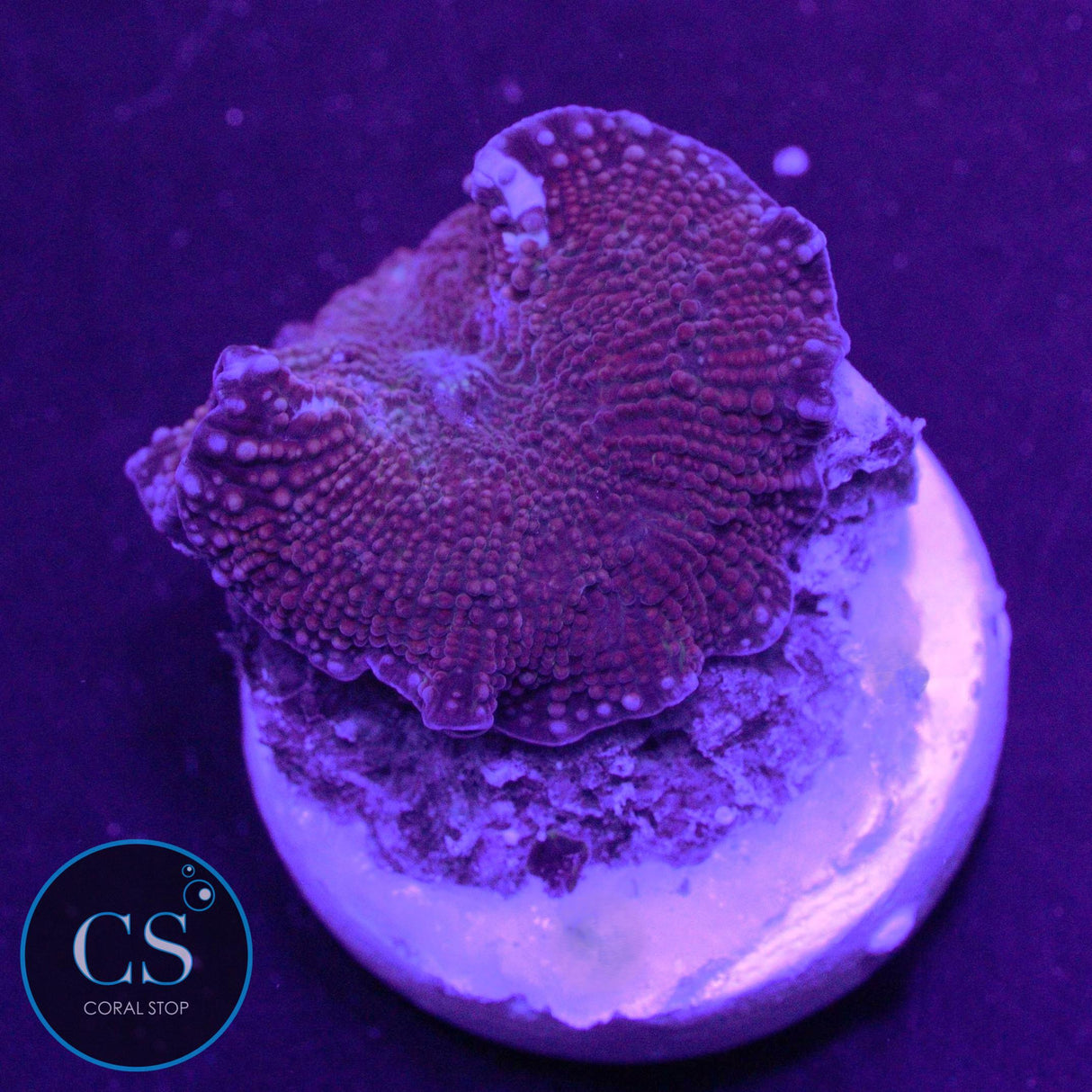 INTERSTELLAR MUSHROOM
