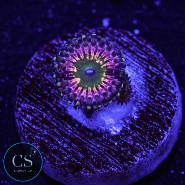 CK Monsters Inc Zoa