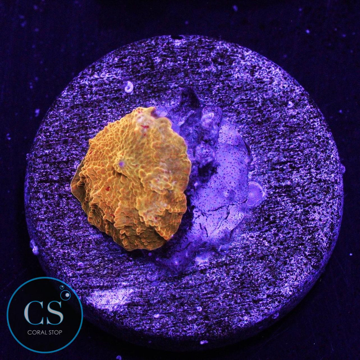 POLETTI JAWBREAKER MUSHROOM