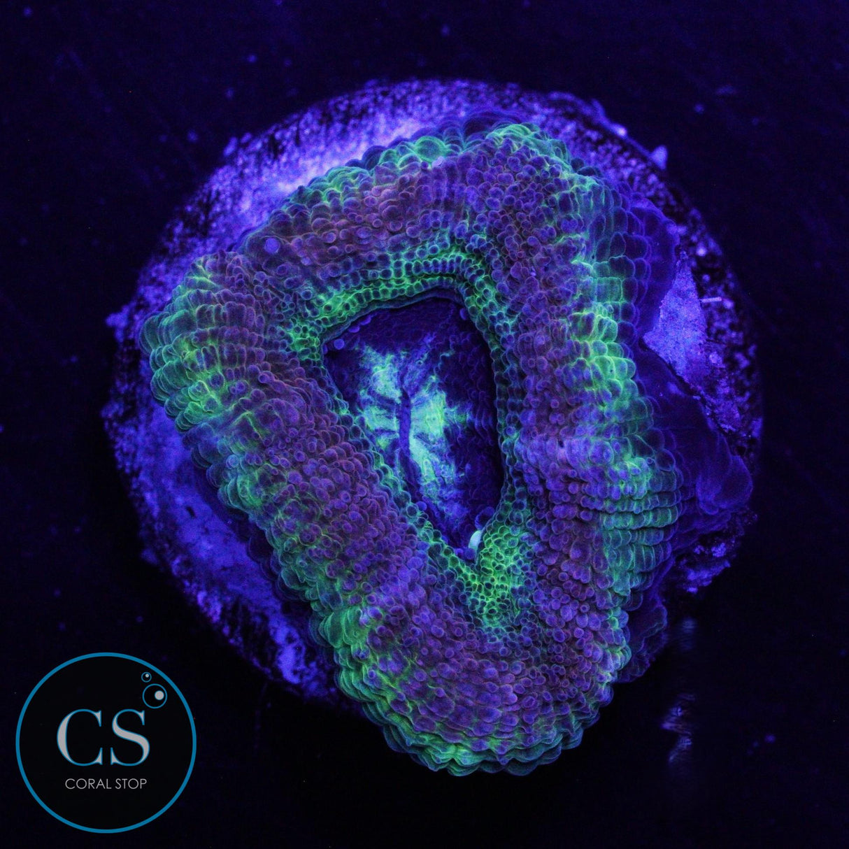 TEENAGE MUTANT NINJA TURTLES ASIAN ACAN