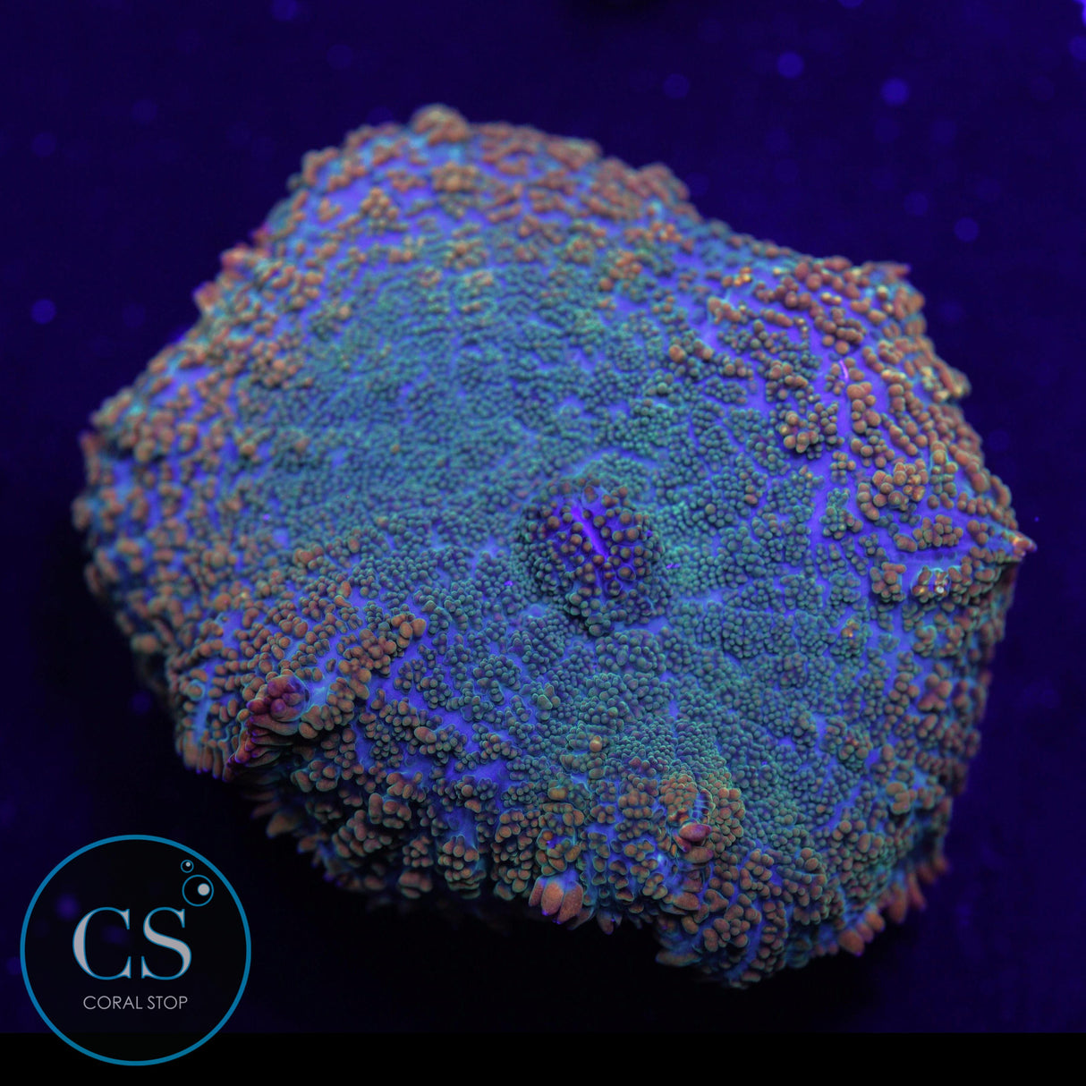 TEQUILA SUNRISE MUSHROOM 2"