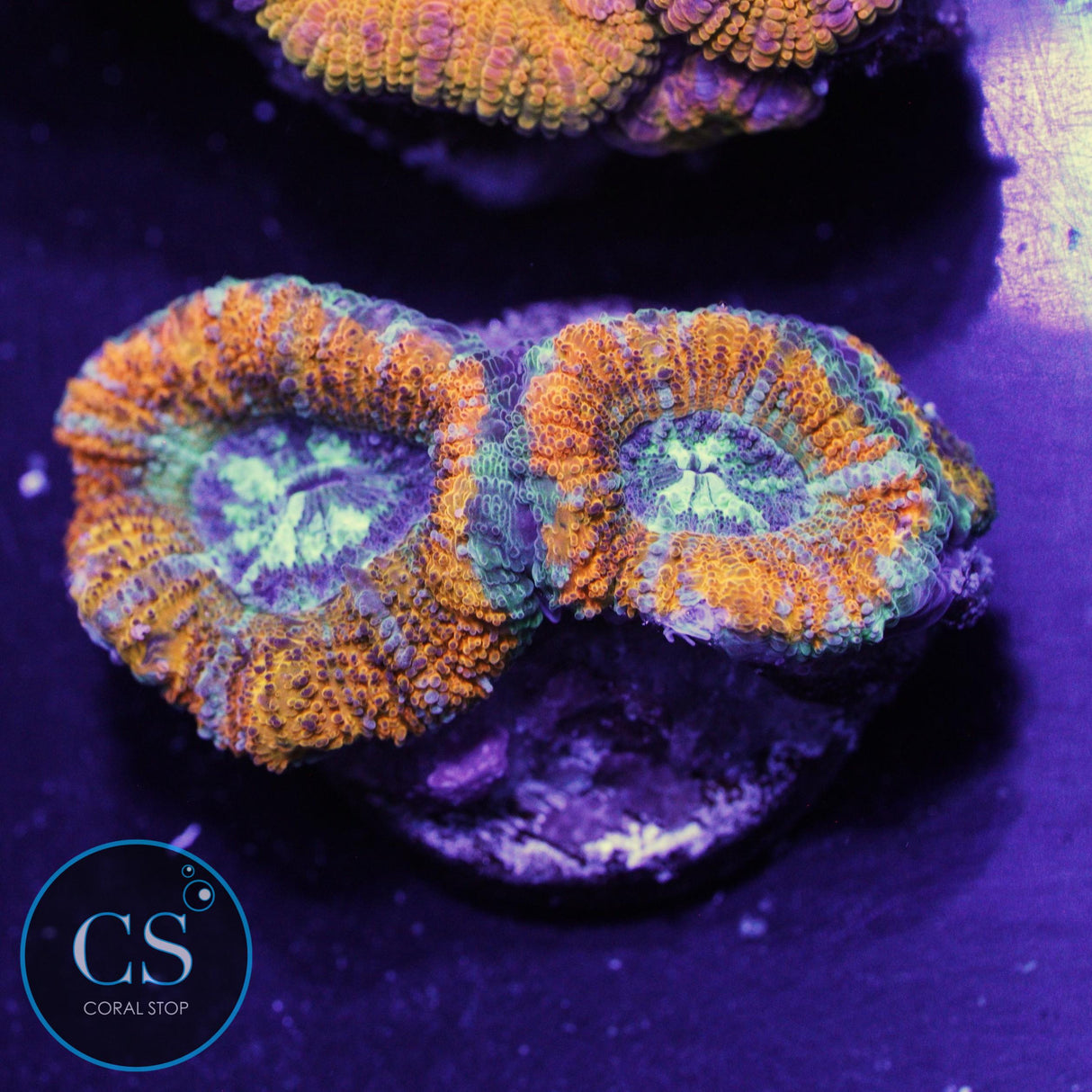 DEMON DUNGEON ASIAN ACAN