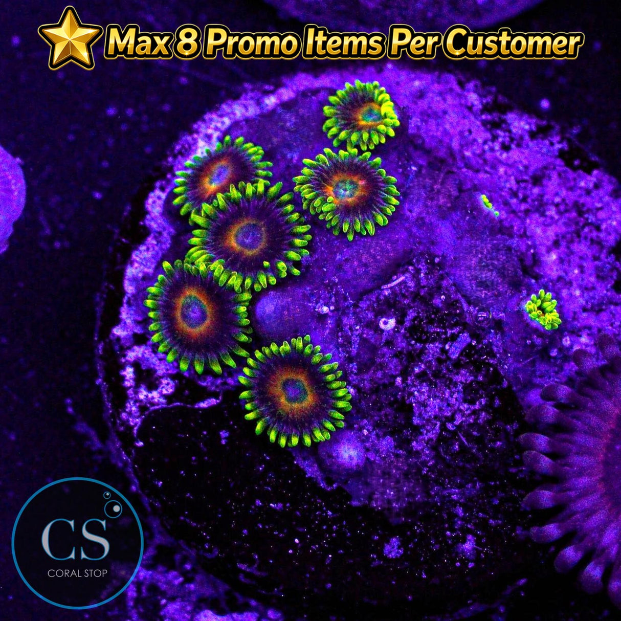 Eagle Eyes Zoa