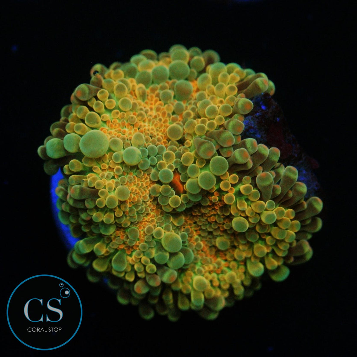 RAINBOW MALAYSIAN YUMA MUSHROOM