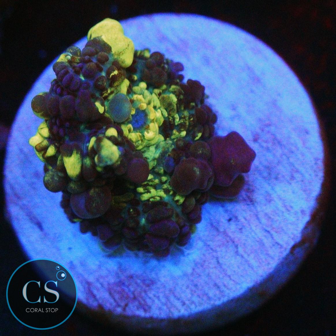 CS GRIMACE BOUNCE MUSHROOM