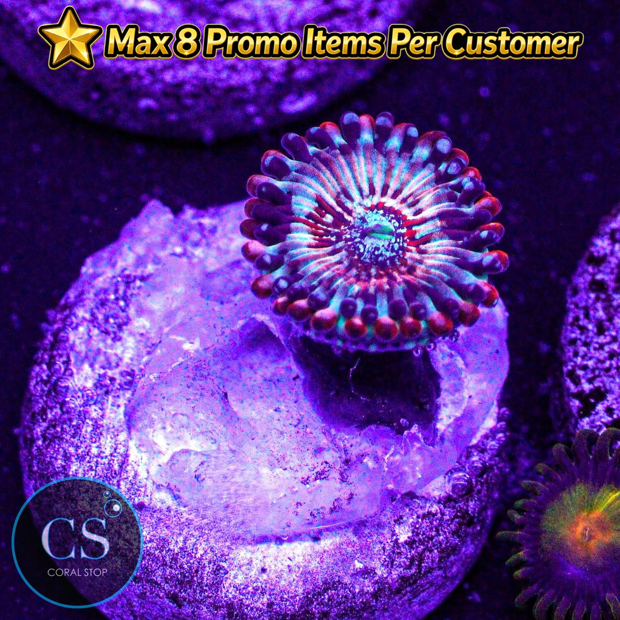 CB White Zombies Zoa