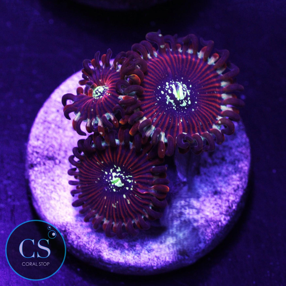 Ultra Magician Zoa