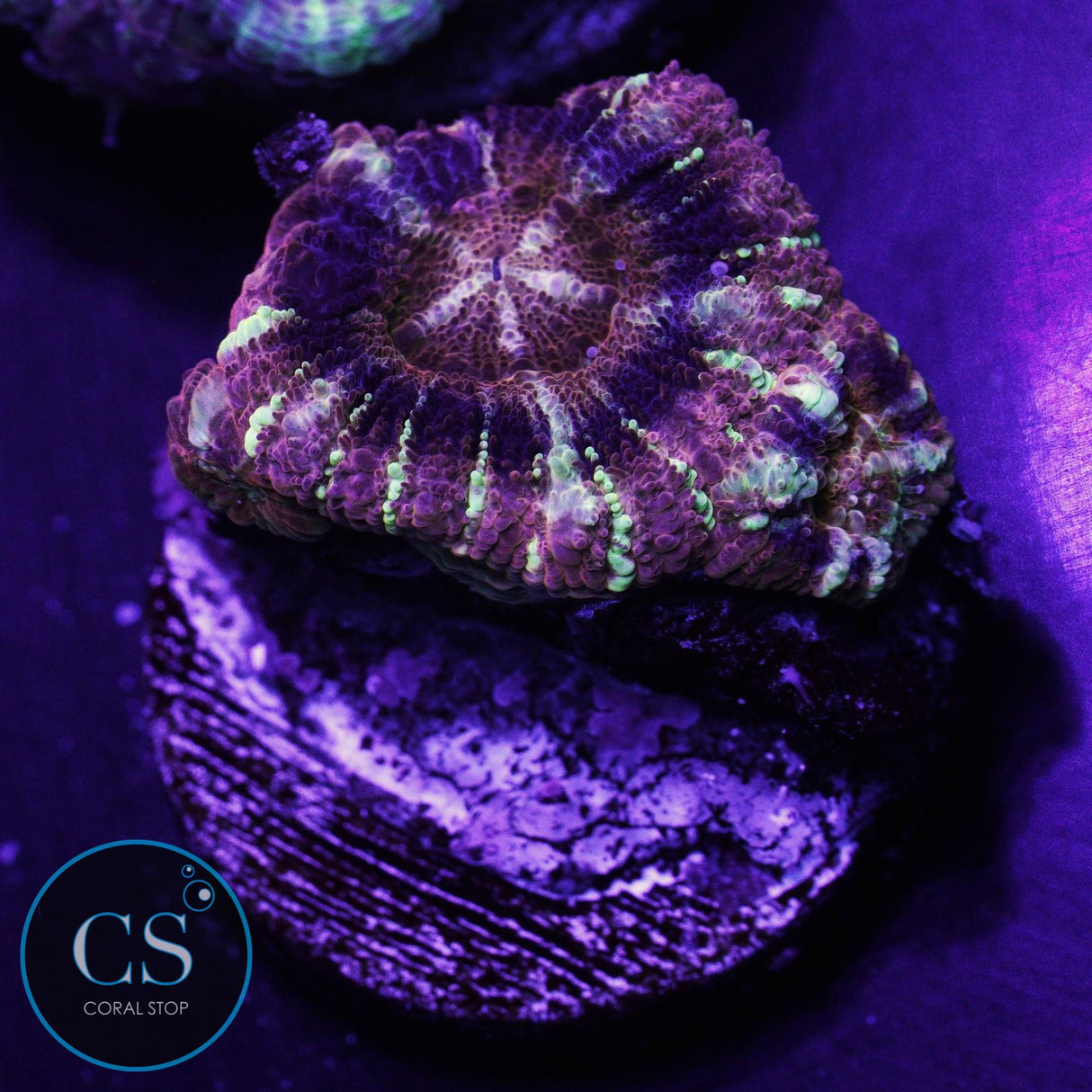 Mysterio Asian Acan