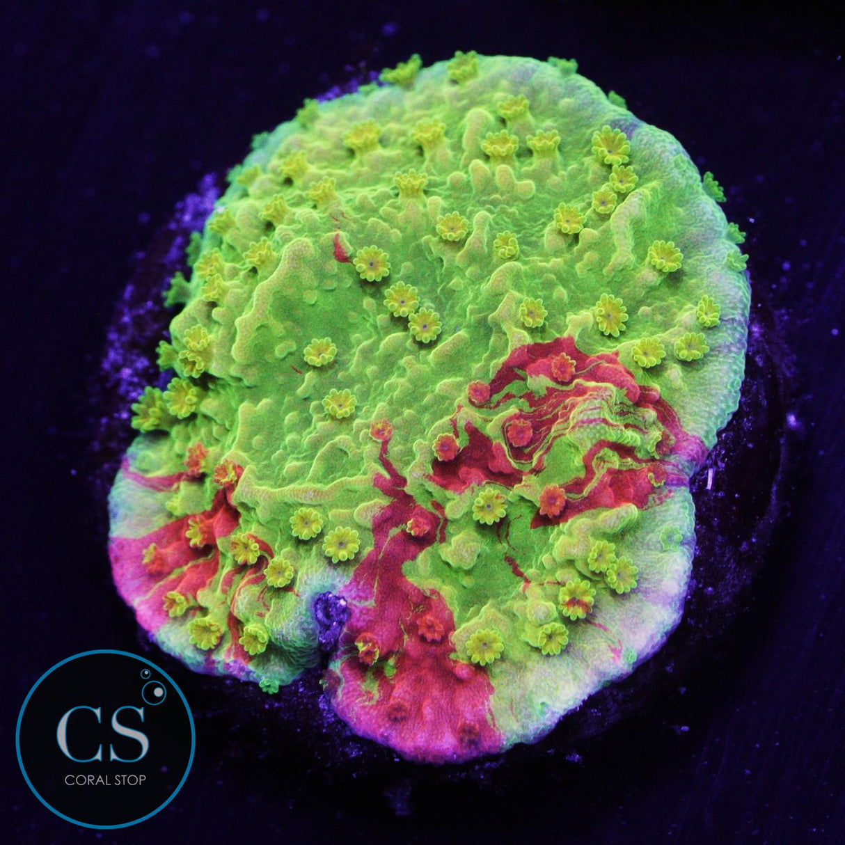 WWC Grafted Montipora