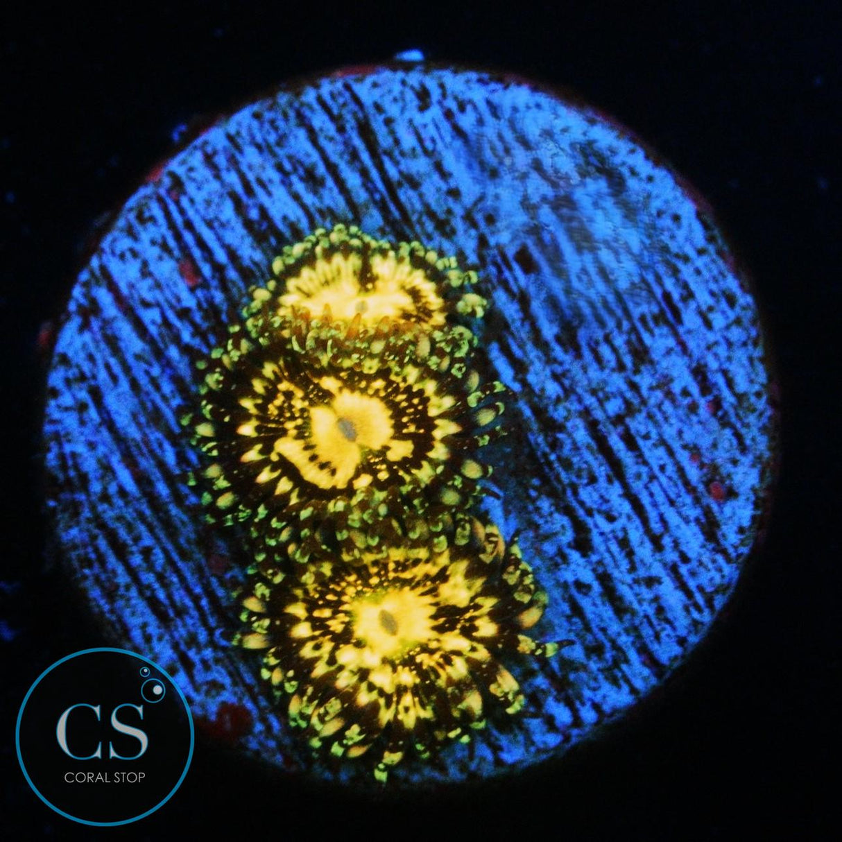GRIM REAPER ZOA