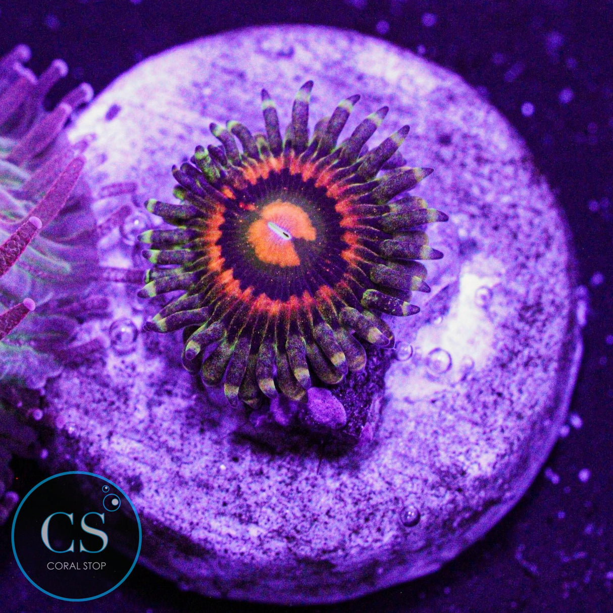 JF Rainbow Incinerator Zoa