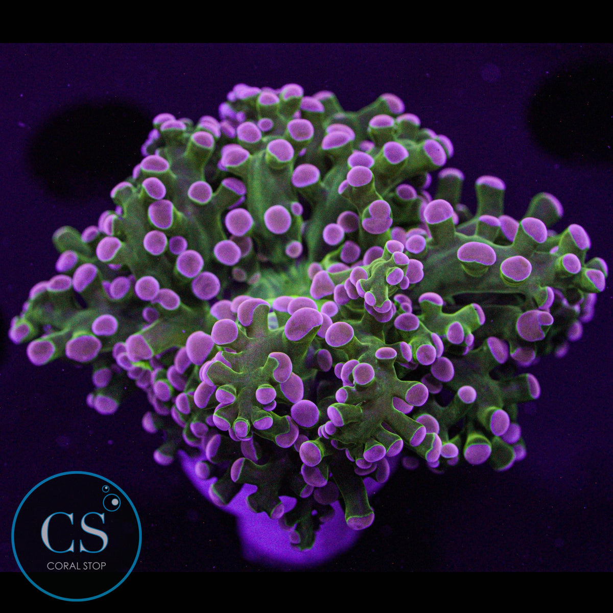 Rare Pink Tip Bright Green Frogspawn