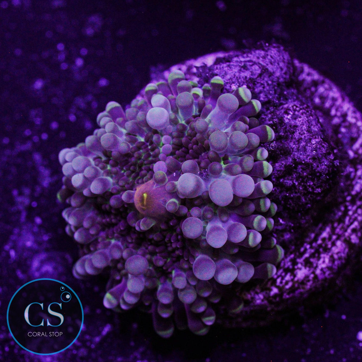 Purple Rain Yuma Mushroom