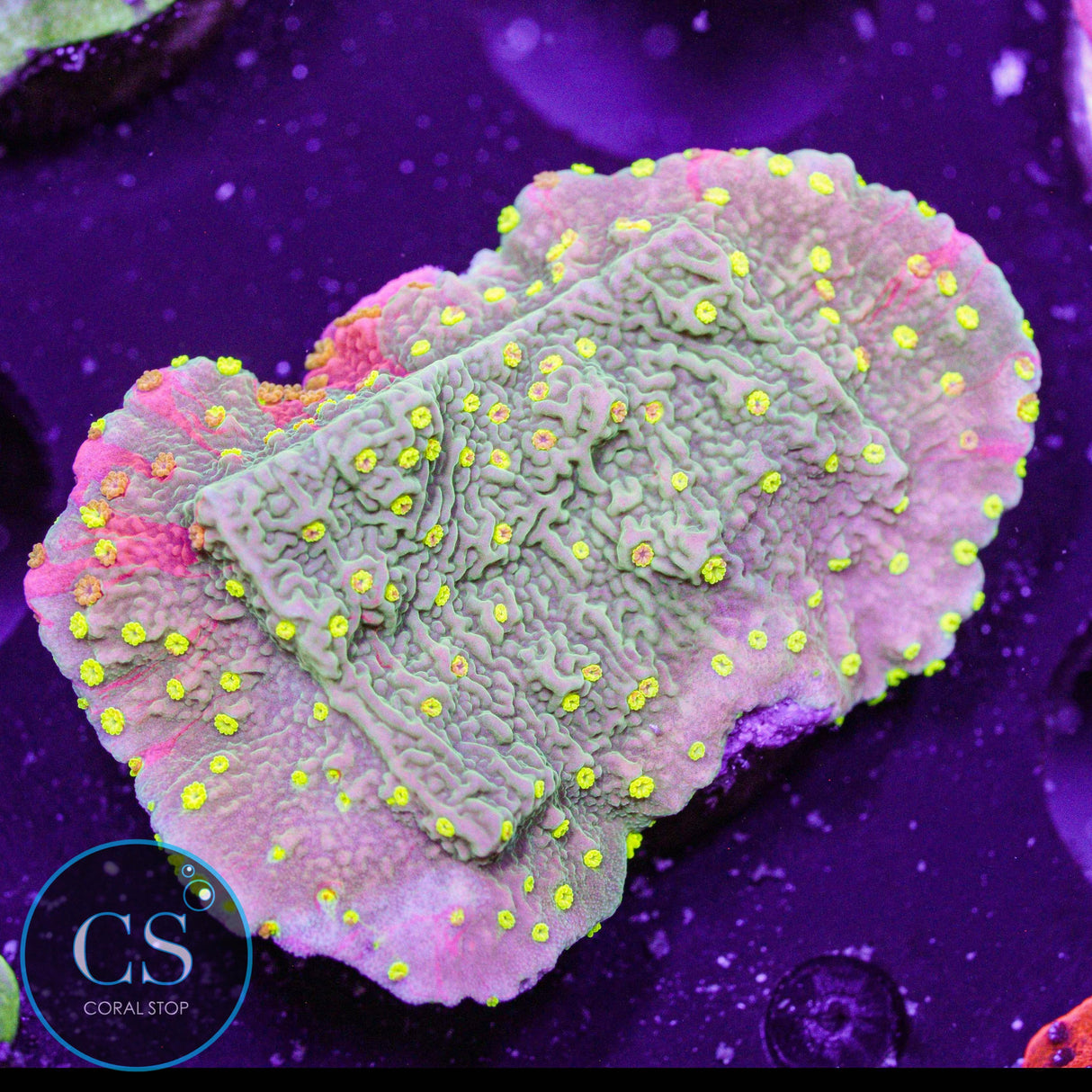 WWC Sunfire Grafted Montipora