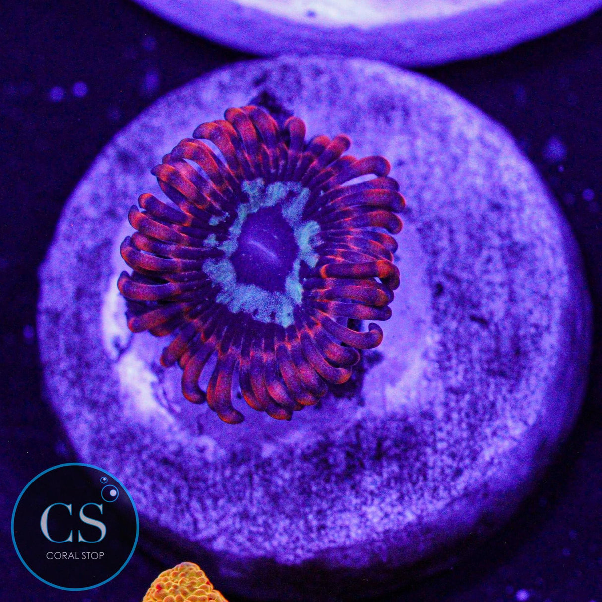 Java Chaos Zoa