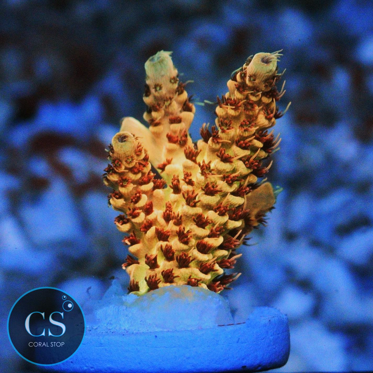 CS BANANA BLAZE ACRO