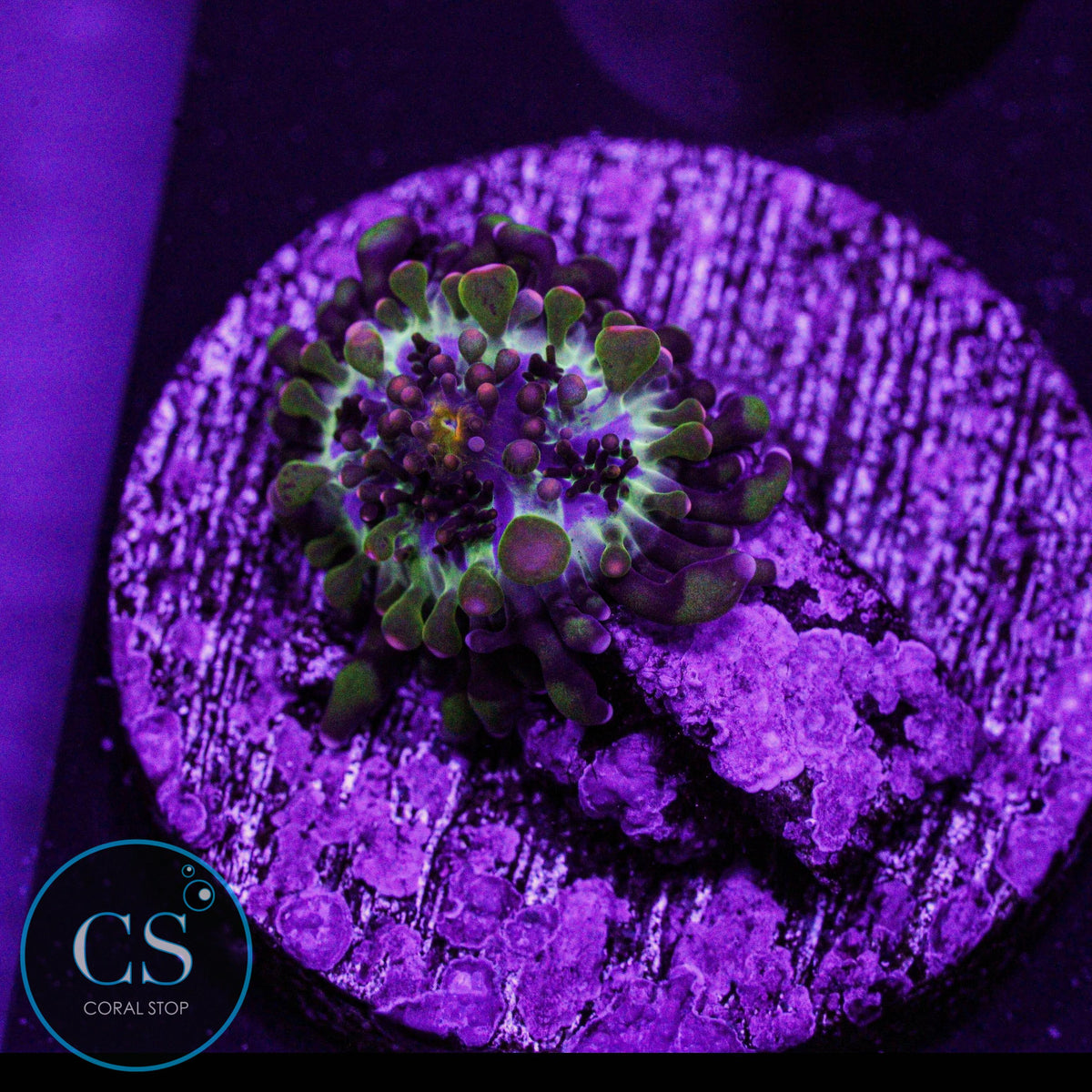 Baby Godzilla Bounce Yuma Mushroom
