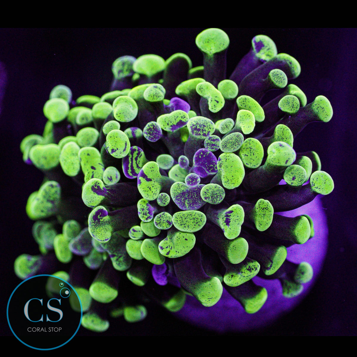 Splatter Hammer Zoa
