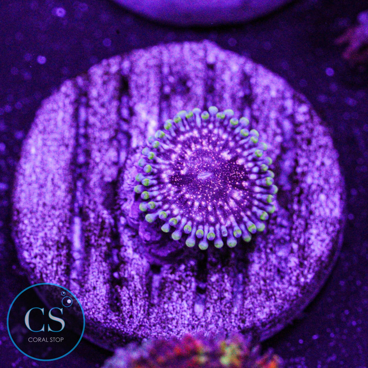 Rose Nebula Zoa
