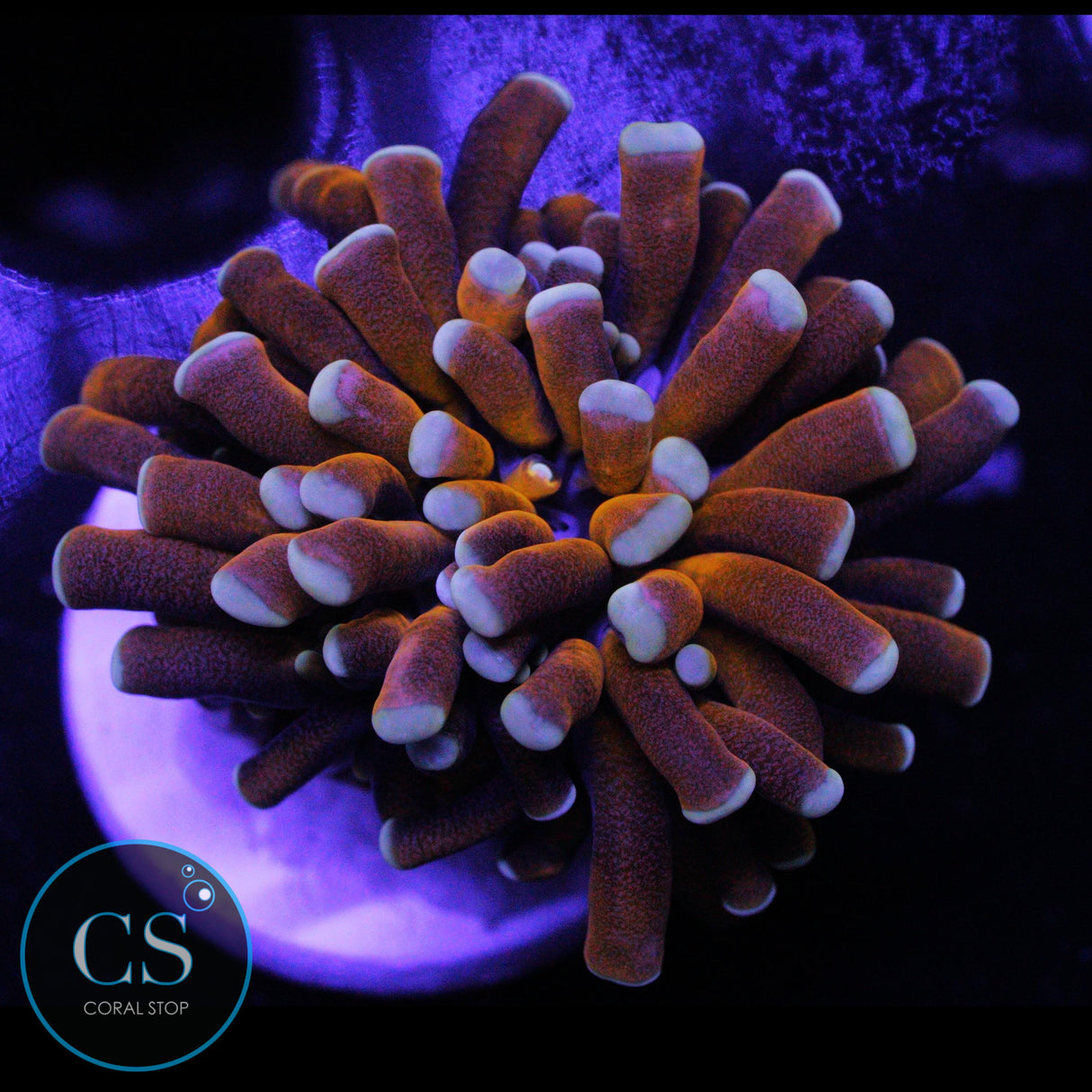 BANANA CRISTATA TORCH