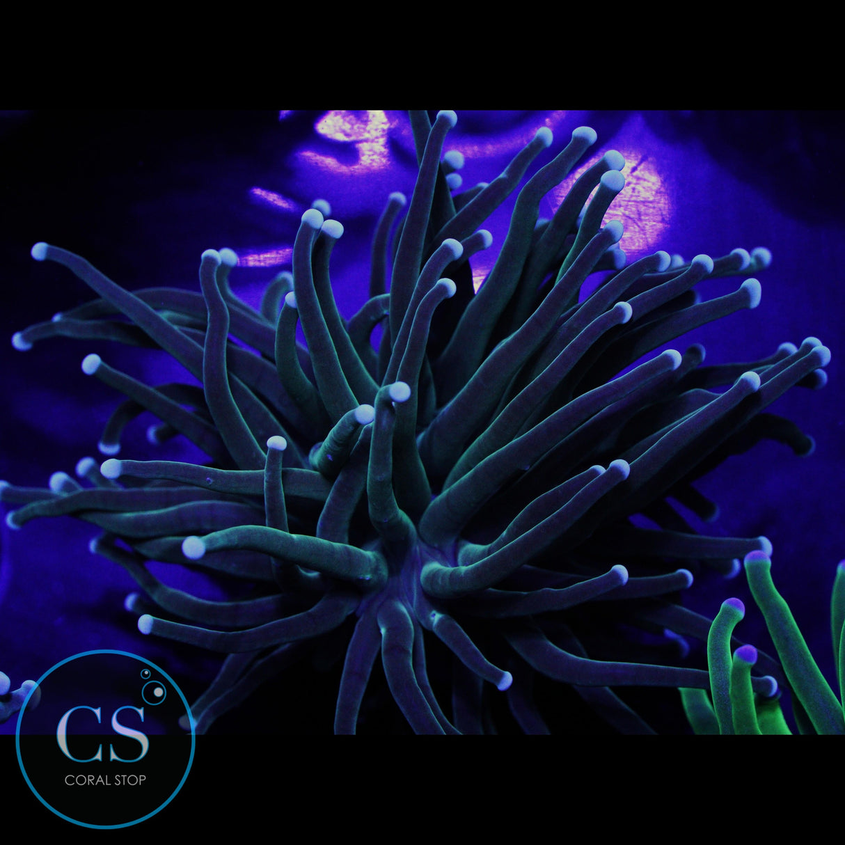 Turquoise Torch