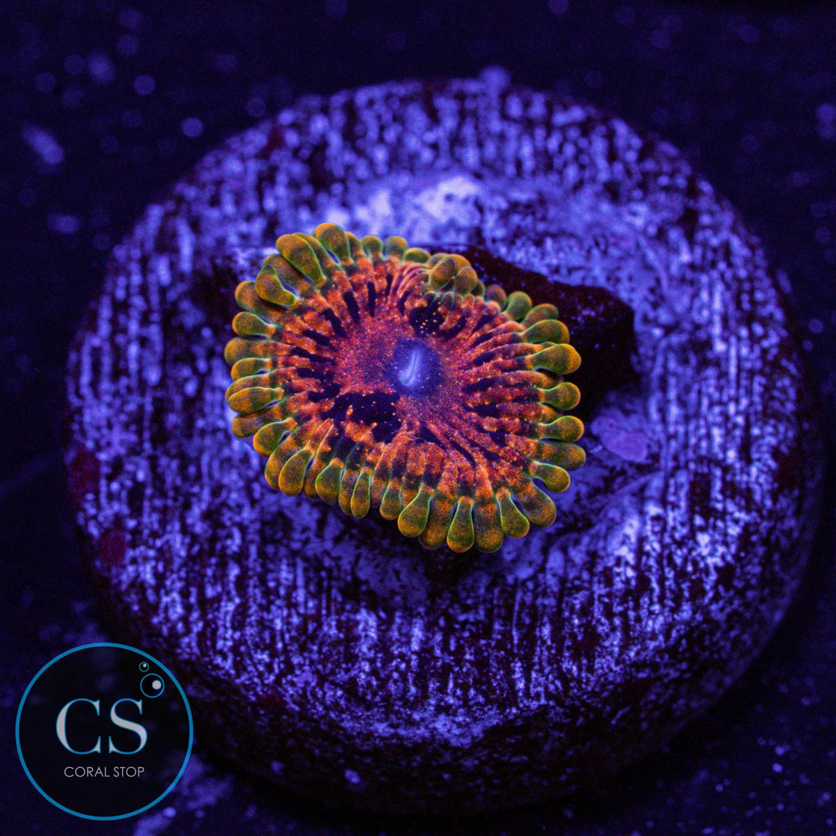 Grand Master Krak GMK Zoa