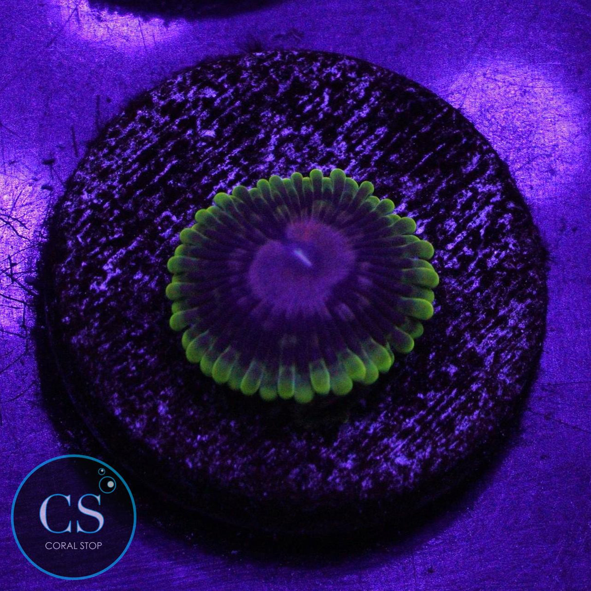 CC SCARLET FEVER ZOA