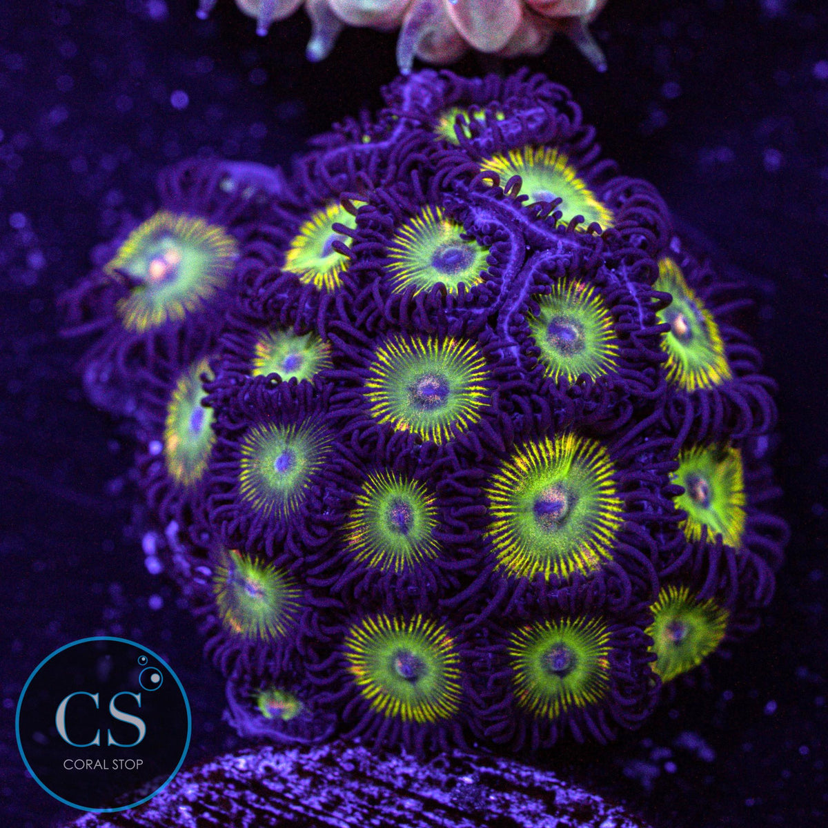 CS Super Mario Sunshine Zoa
