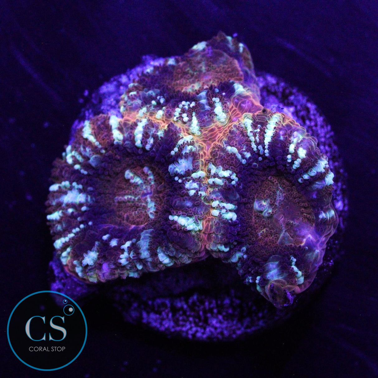 CRIME SCENE ASIAN ACAN