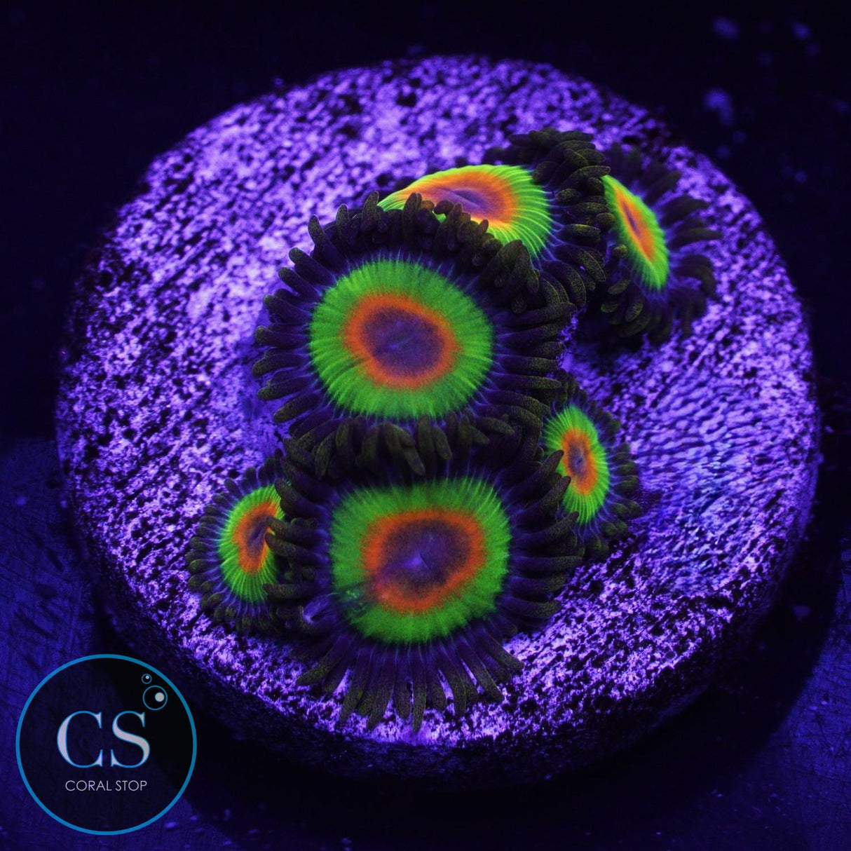 Rasta Zoa