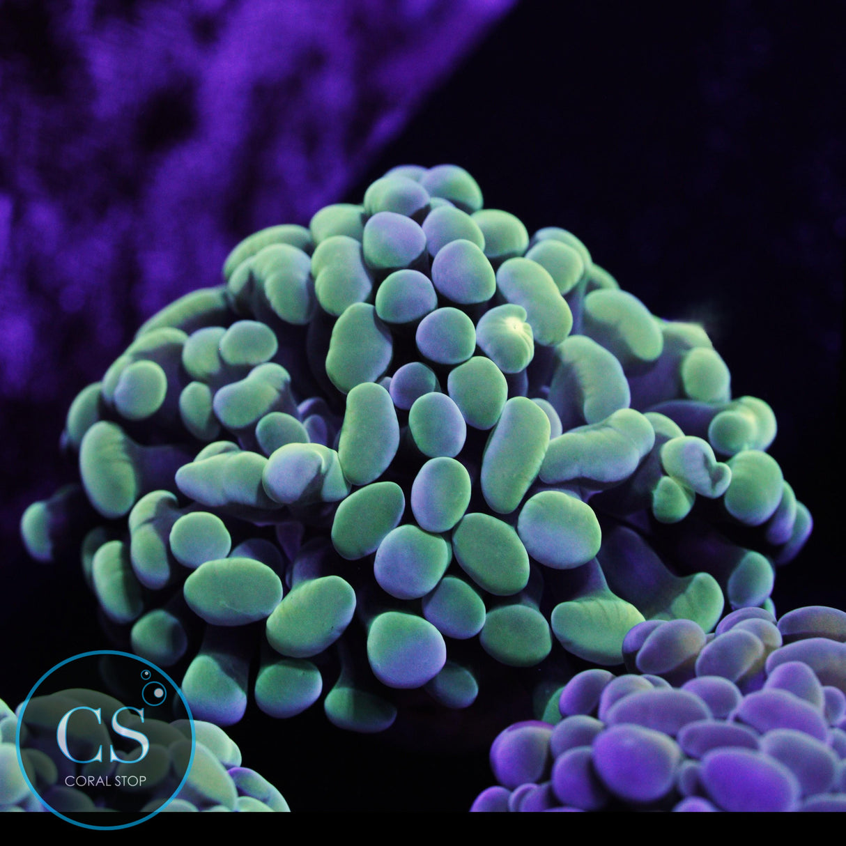 Golden Hologram Hammer