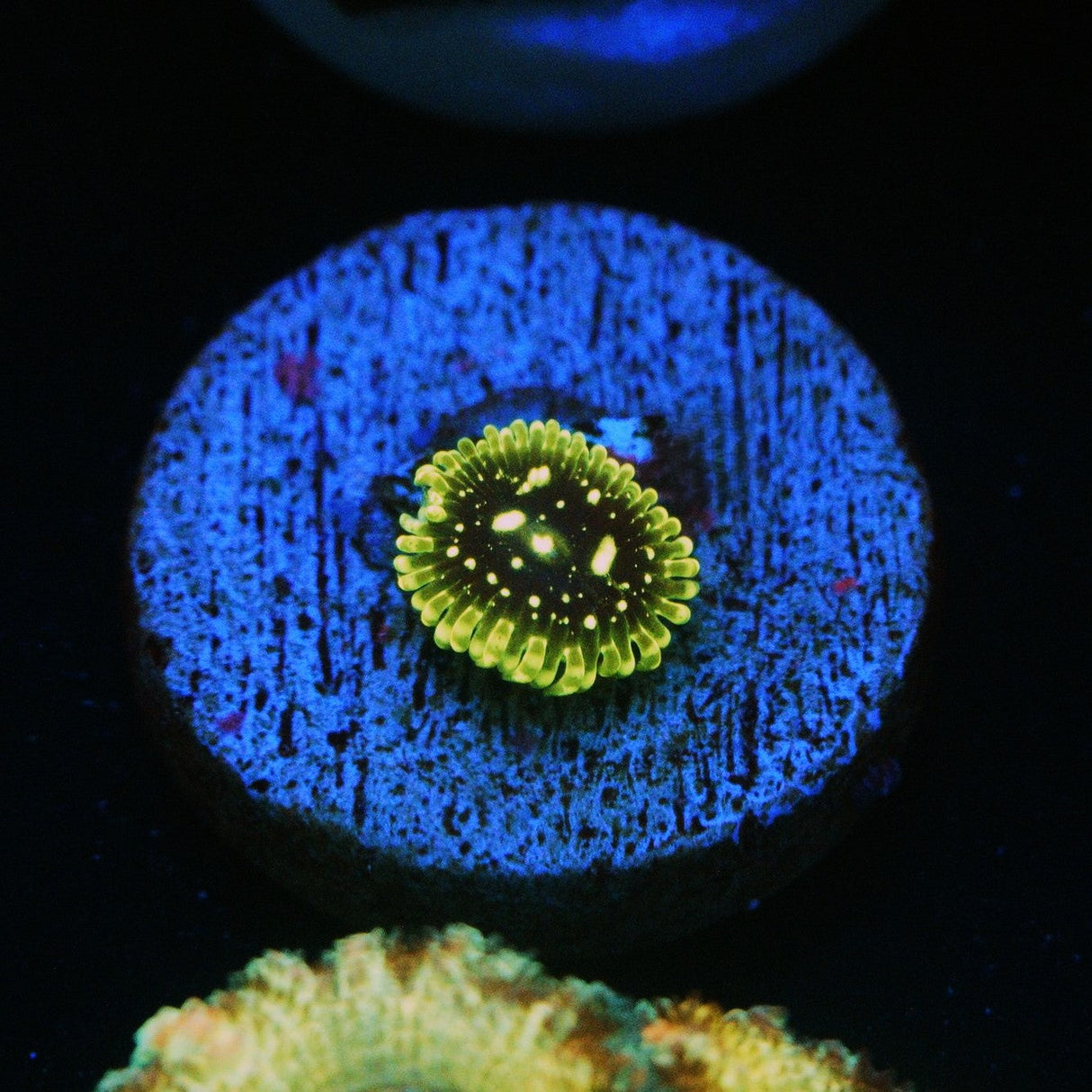 EXOSPHERE ZOA