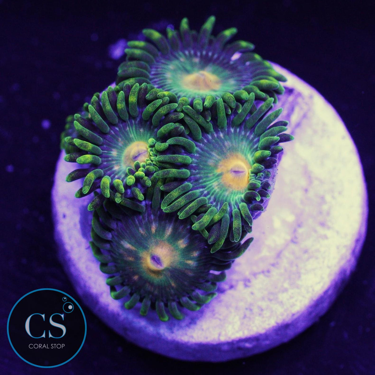 Green Bay Packers Zoa