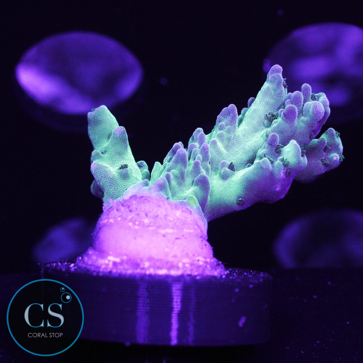 BC Therman's Rainbow Acro