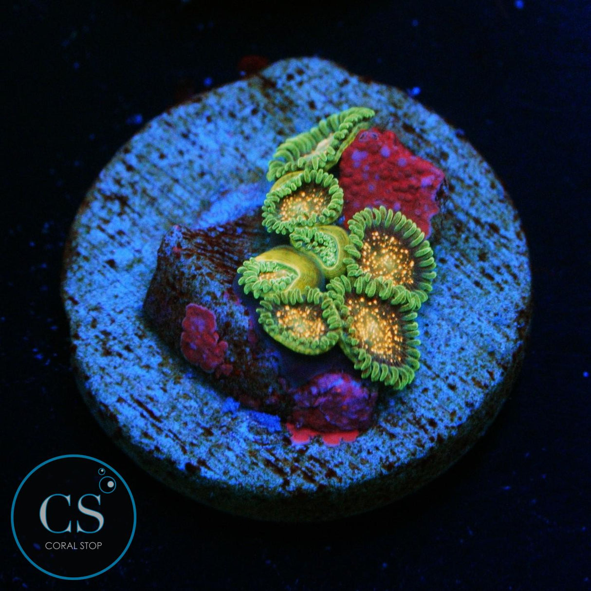 CS COMET COMBUSTION ZOA