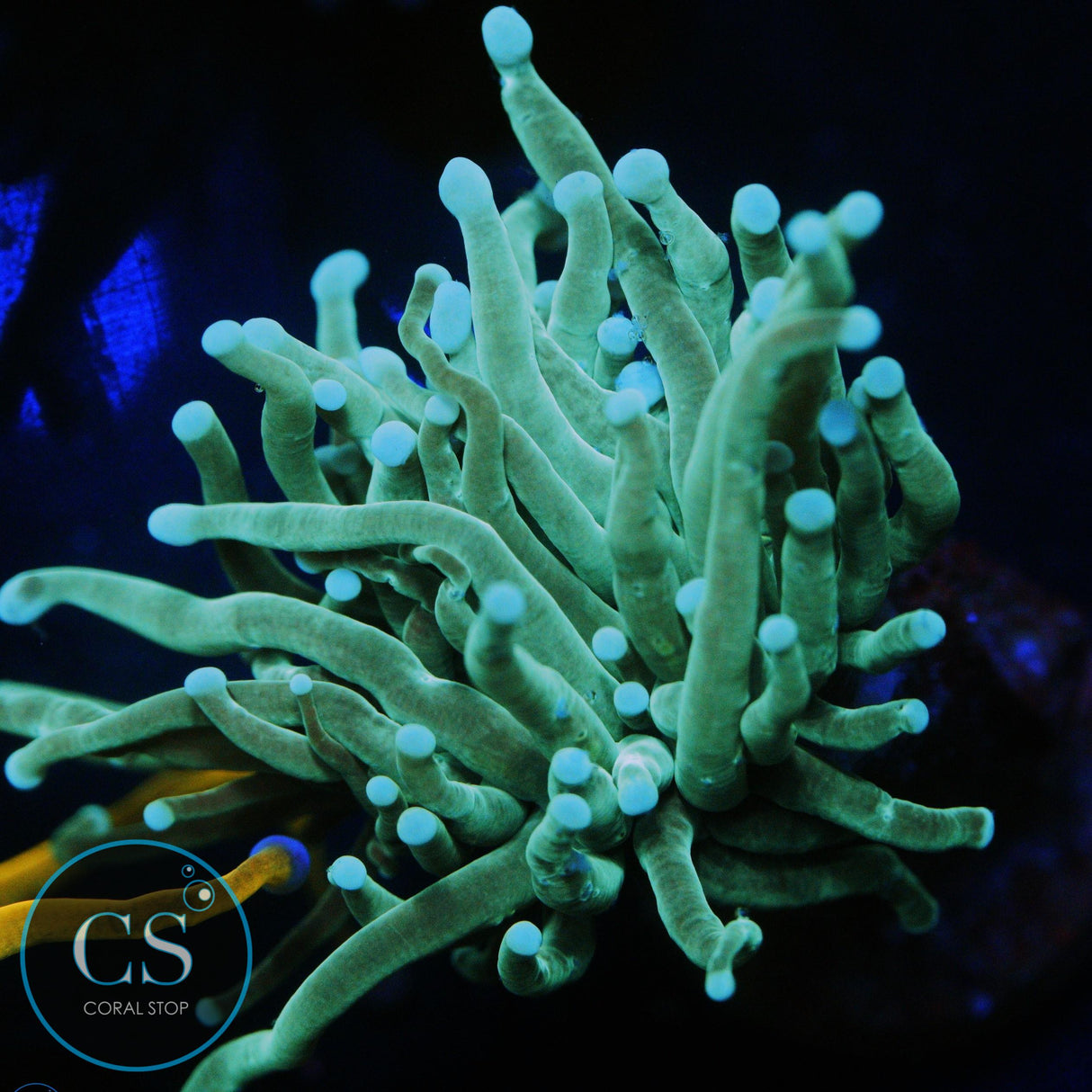 PEARL TIP TORCH