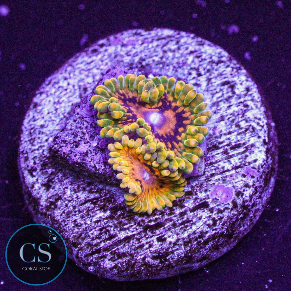 Grand Master Krak GMK Zoa